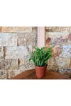 Sukulent Prenses Çamı Crassula Muscosa 5.5 Cm Saksı Çiçek Süs Bitkisi
