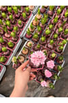 Sümbül (Hyacinthus) 5’li Set
