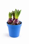 Sümbül Soğanı (Hyacinthus orientalis) | 12 Cm Saksı Kokulu | Rastgele Renk Canlı Ev & Bahçe Bitkisi
