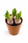 Sümbül Soğanı (Hyacinthus orientalis) | 12 Cm Saksı Kokulu | Rastgele Renk Canlı Ev & Bahçe Bitkisi