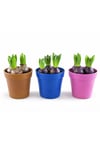 Sümbül Soğanı (Hyacinthus orientalis) | 12 Cm Saksı Kokulu | Rastgele Renk Canlı Ev & Bahçe Bitkisi