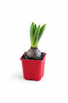 Sümbül Soğanı (Hyacinthus orientalis) | 6 Cm Saksı Kokulu | Rastgele Renk Canlı Ev & Bahçe Bitkisi