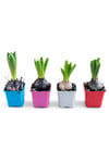 Sümbül Soğanı (Hyacinthus orientalis) | 6 Cm Saksı Kokulu | Rastgele Renk Canlı Ev & Bahçe Bitkisi