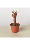 Süt ağacı Euphorbia Trigona