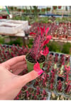 Süt Ağacı Kaktüs - Euphorbia Trigona Rubra