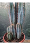 Sütun Kaktüs 35 cm