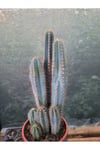 Sütun Kaktüs 35 cm