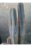 Sütun Kaktüs 35 cm