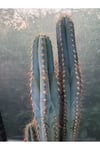 Sütun Kaktüs 35 cm
