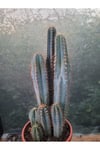 Sütun Kaktüs 35 cm
