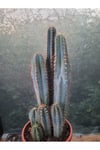 Sütun Kaktüs 35 cm