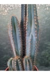 Sütun Kaktüs 35 cm
