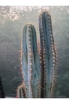Sütun Kaktüs 35 cm