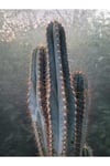 Sütun Kaktüs 35 cm