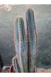 Sütun Kaktüs 35 cm