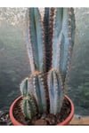 Sütun Kaktüs 35 cm