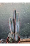 Sütun Kaktüs 35 cm