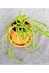Toprak Saksıda Prenses Çamı / Crassula Muscosa / 9x9 Saksı