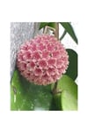 Toz Pembe Renkli Mum Çiçeği Fidanı 10-20 cm