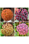 Toz Pembe Renkli Mum Çiçeği Fidanı 10-20 cm