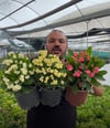 Üç Renk Büyük Dikenler Tacı Çiçeği (Euphorbia Milii) - Set 3'lü Canlı Saksı