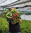 Üç Renk Büyük Dikenler Tacı Çiçeği (Euphorbia Milii) - Set 3'lü Canlı Saksı
