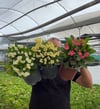 Üç Renk Büyük Dikenler Tacı Çiçeği (Euphorbia Milii) - Set 3'lü Canlı Saksı