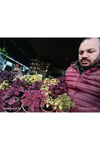 Üçlü Coleus Yaprak Güzeli Seti 3 ayrı renk 3 ayrı saksıda