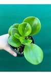 Umut Bitkisi Peperomia Obtusifolia
