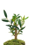 Vintage Seramik Saksıda Zeytin Bonsai & Bonsai Ağacı & Hediyelik Canlı Çiçek & 20-25 Cm