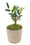 Vintage Seramik Saksıda Zeytin Bonsai & Bonsai Ağacı & Hediyelik Canlı Çiçek & 20-25 Cm