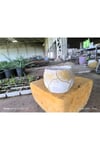 Yaprak desenli Beton orkide aranjman ve bonsai saksısı