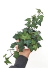 Yeşil Yapraklı Sarmaşık Fidanı 10-20 cm Hedera Helix