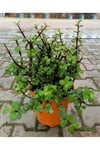 Yeşim Çiçeği Fidanı 10-20 cm