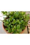 Yeşim Çiçeği Fidanı 10-20 cm
