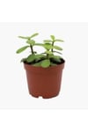 Yeşim Çiçeği Fidanı 10-20 cm