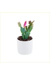 Yılbaşı Çiçeği Dekoratif Saksıda Schlumbergera 010101