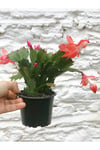 Yılbaşı Kaktüsü Pembe 15 Cm ( Çiçeksizdir )