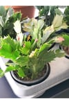 Yılbaşı Kaktüsü Pembe 15 Cm ( Çiçeksizdir )