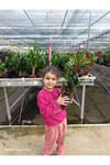 Zamia Bitkisi Dolgun Form Canlı Salon Çiçeği - Ölümsüz Bitki Zamioculcas Zamiifolia Saksılı
