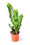 Zamia Zamioculcas Zamiifolia - Zeze Çiçeği - Ev Ofis Salon Iç Mekan Bitkisi - 40 Cm
