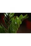 Zamia Zamioculcas Zamiifolia - Zeze Çiçeği - Ev Ofis Salon Bitkisi