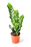 Zamia Zamioculcas Zamiifolia - Zeze Çiçeği - Ev Ofis Salon Bitkisi