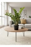 Zamioculcas Zamiifolia (ZZ Bitkisi) - Zeze Çiçeği - Zamya Bitkisi (Hava Temizleyen Bitki)