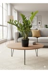 Zamioculcas Zamiifolia (ZZ Bitkisi) - Zeze Çiçeği - Zamya Bitkisi (Hava Temizleyen Bitki)