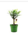 Zeytin Bonsai Mini Zeytin Ağacı 12cm.lik Saksıda
