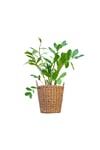 Zeze Çiçeği Zamia Zamioculcas Zamiifolia - Iç Mekan Bitkisi