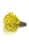 Altın Otu Demeti (helichrysum Graveolans)