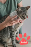 Islak Silindir Evcil Hayvan Temizlik Havlusu Kedi/Köpek Pet Wipes 64 Yaprak XL PTH00002