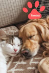Islak Silindir Evcil Hayvan Temizlik Havlusu Kedi/Köpek Pet Wipes 64 Yaprak XL PTH00002